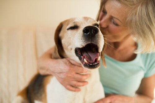 amnésie chez les chiens