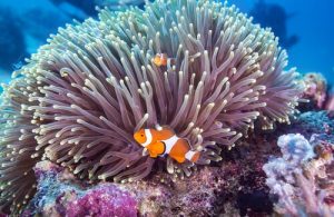 faune de la Grande Barrière de Corail