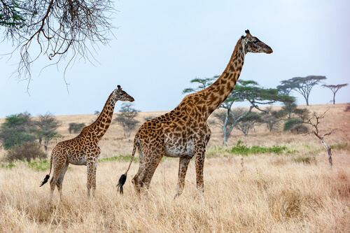 Les girafes dorment debout.