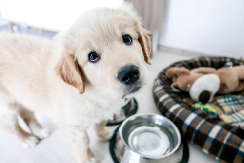 que faire si votre chiot ne vous respecte pas ?