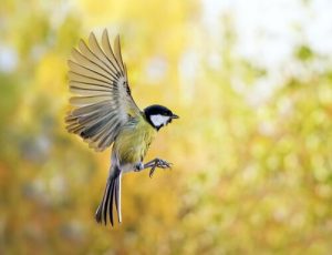 Comment attirer les oiseaux dans son jardin ?