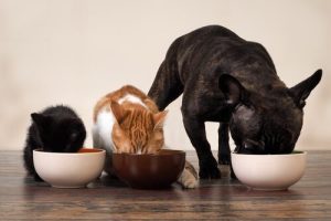 Comment s'organiser quand vous avez beaucoup d'animaux