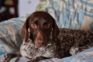 Ce qu'il faut savoir sur le dressage du braco allemand