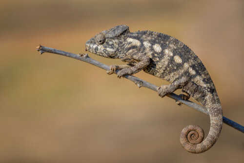 le caméléon géant de Madagascar