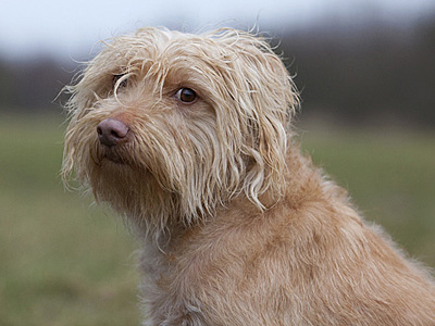 le caractère du chien hollandais
