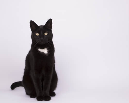 Les caractéristiques des chats métis