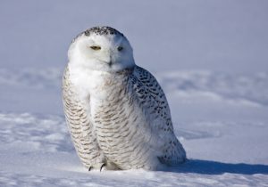 Le harfang des neiges, un animal majestueux