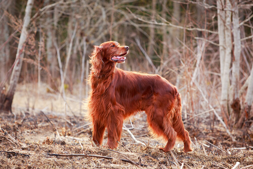 Le Setter Irlandais roux : beau et aimable