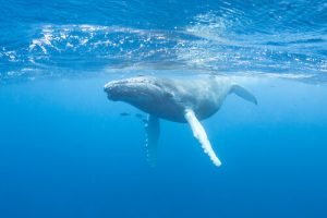 Le chant des baleines