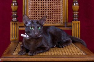 Le chat Havana Brown : marron comme le tabac et le café