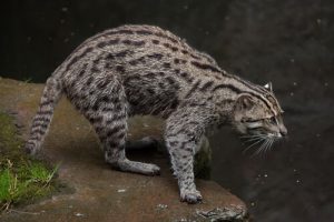 chat pêcheur
