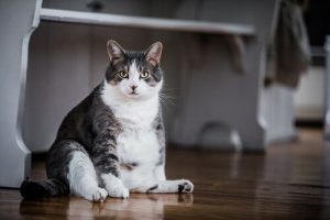 contrôle des naissances chez les chats et obésité