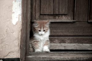 Le chat Cymric , un chat au poil long et sans queue