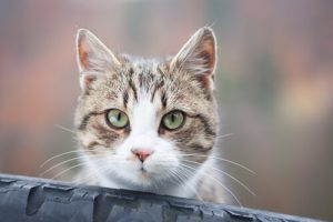 Pourquoi votre chat vous fixe-t-il ?