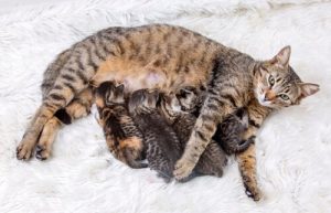 L'importance du contrôle des naissances chez les chats
