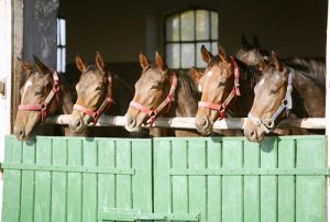 Faut-il laisser les chevaux à l'intérieur ou à l'extérieur des écuries ?