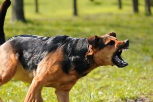 comment approcher un chien craintif