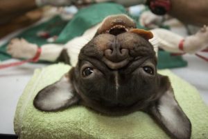 chien sous anesthésie