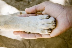 Quel chien possède les pattes les plus fortes ?