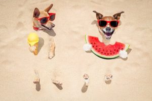 Mon chien ne mange pas à cause de la chaleur, que dois-je faire ?