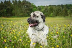 l'ergot des chiens
