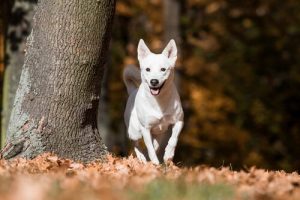 Le chien de Canaan, sauvage pendant plusieurs générations