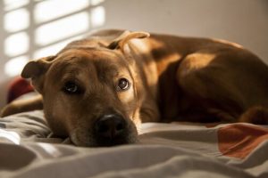 comment approcher un chien craintif