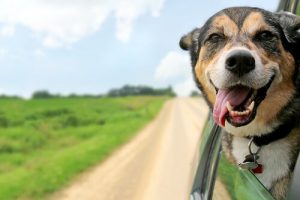 vacances avec votre chien