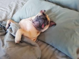 Votre chien est paresseux ? Motivez-le !