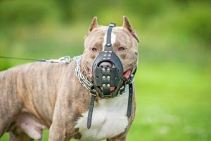 Devez-vous prendre une assurance pour votre chien ?