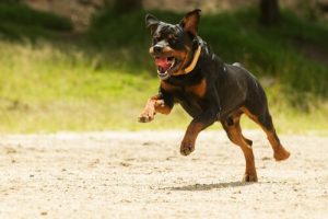 assurance pour votre chien