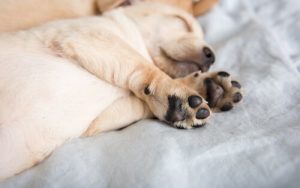 L'ergot des chiens a-t-il une fonction ?