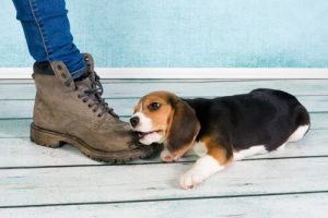 Comment obtenir le respect de votre chien dès son plus jeune âge ?