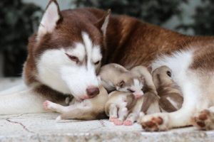 À quel âge peut-on séparer les chiots de leur mère ?