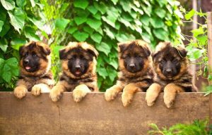 quatre chiots berger allemand