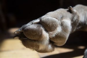 l'ergot des chiens