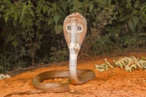 cobra à lunettes