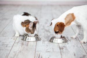 Comment brosser les dents de son animal ?