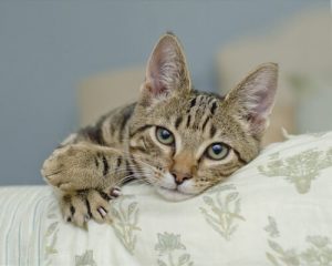 Comment fonctionnent les redoutées griffes de chat ?