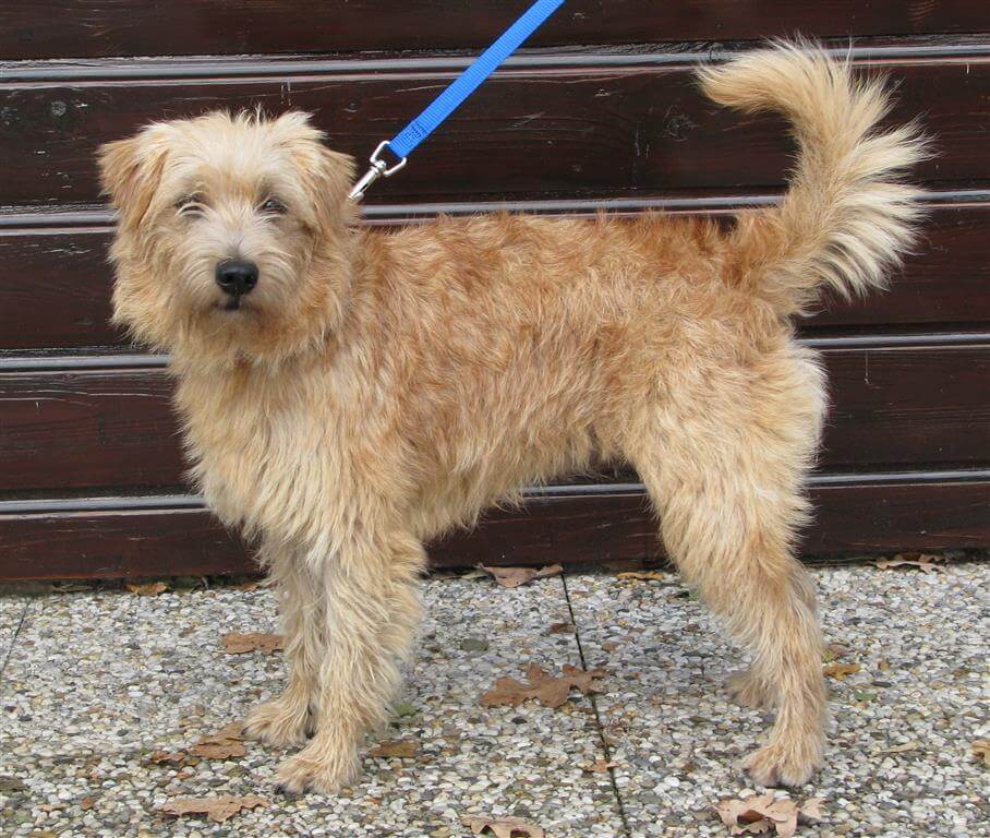 Le comportement du chien hollandais.