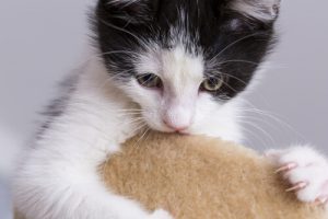 6 comportements étranges de nos chats et leurs raisons