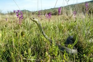 serpent dans le jardin