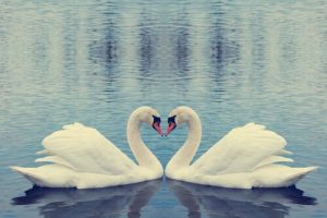 les cygnes font partie des espèces monogames