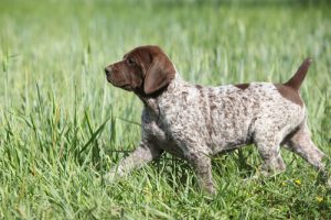 chiot braco allemand
