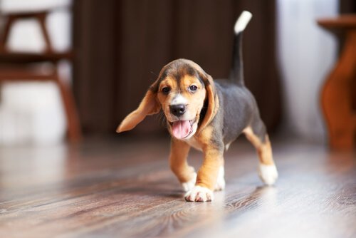 que faire si votre chiot ne vous respecte pas ?