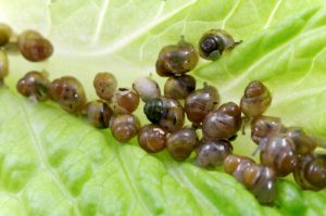 Ce qu'il faut savoir sur l'élevage d'escargots chez soi