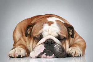 chiens avec des rides