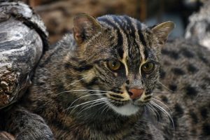 chat pêcheur