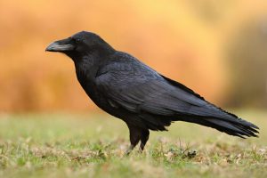 5 espèces de corbeaux