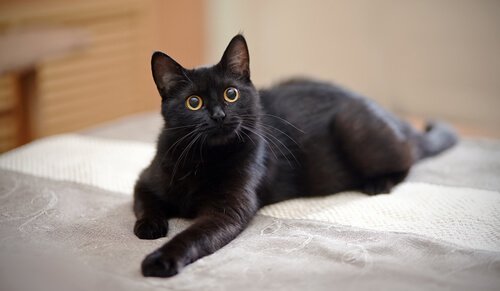 combien de temps un chat peut rester seul ?